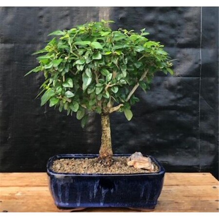 Paisaje Flowering Parrots Beak Tree - Gmelina Philippensis - Large PA2805848